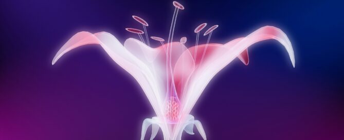 pro-erectile mechanisms