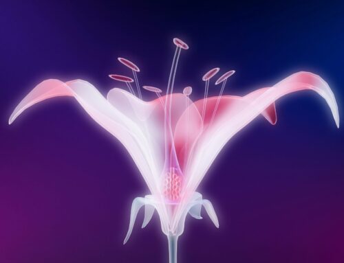 Pro-erectile mechanisms